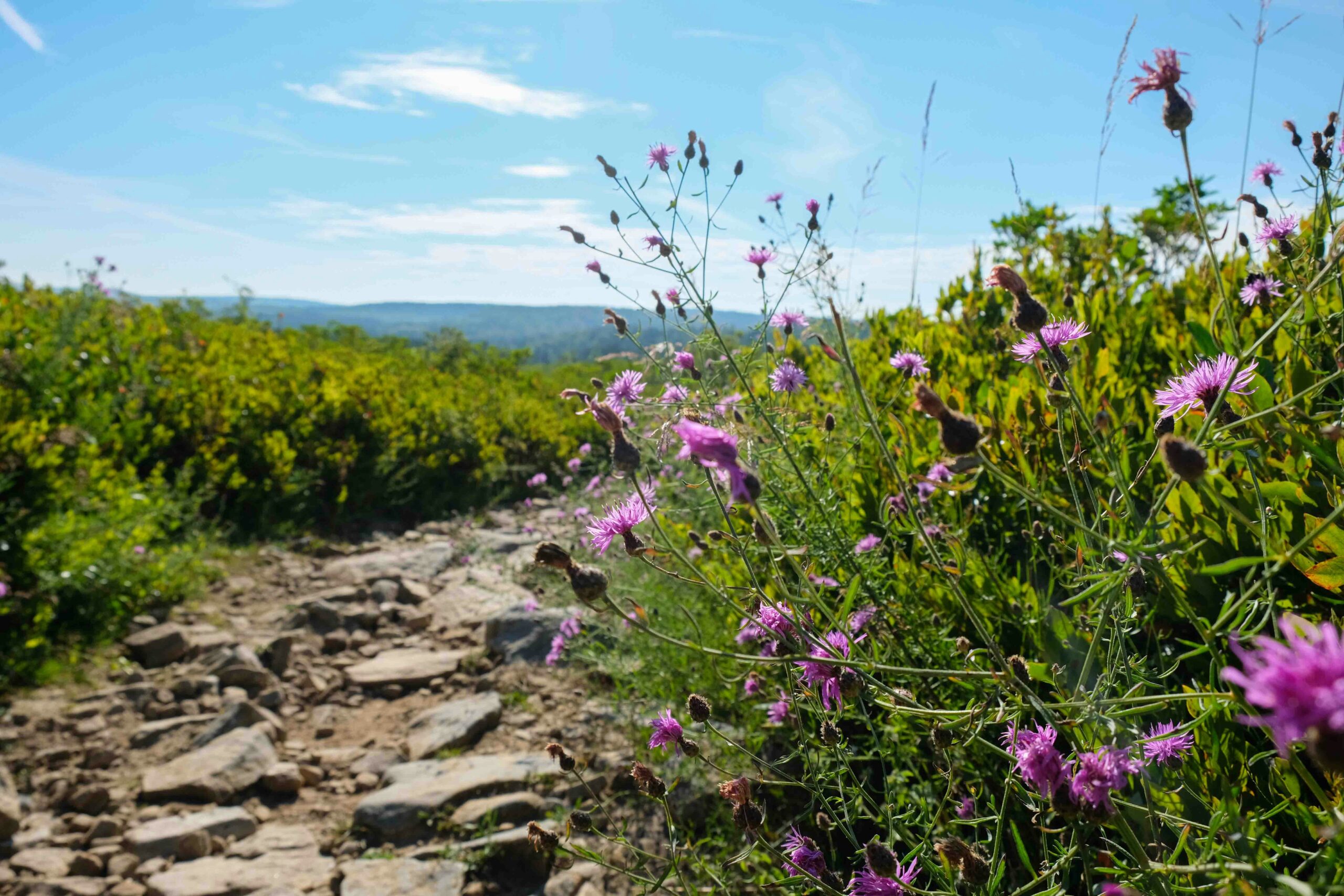 Photo by Sara Cottle on Unsplash