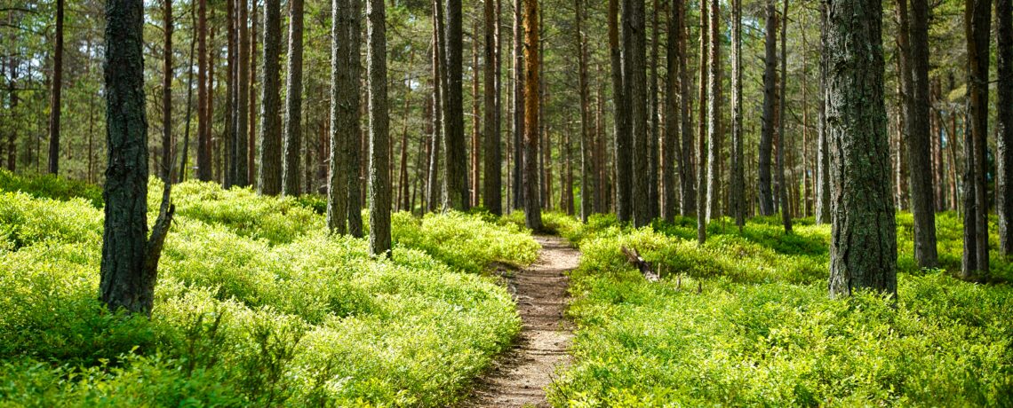 4.12.26 Sunday Evening Worship Service – David Trimble – Let’s Take a Walk